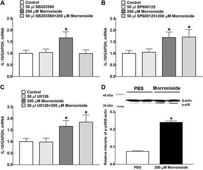 Microglial M2 Polarization Mediated the Neuroprotective Effect of Morroniside in Transient MCAO-Induced Mice